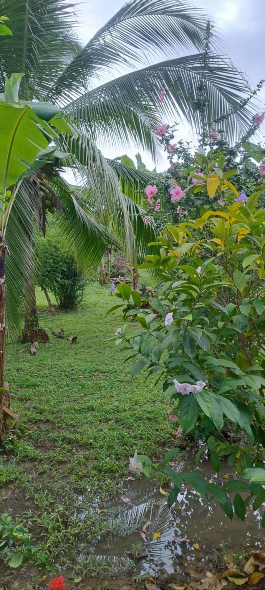 Cabinas Los Tucanes Cahuita Luaran gambar